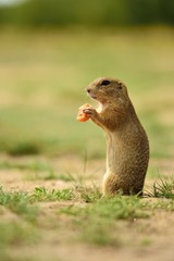 Naklejka na ściany i meble European Ground Squirrel, European Ground Squirrel eats carrots