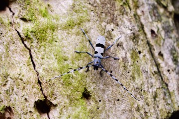 blue beetle, rare alpine beetle, Alpine Longhorn