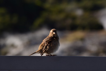 Little bird sitting on a fence