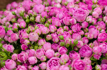 Small pink roses bouquet close up. Beautiful flowers.
