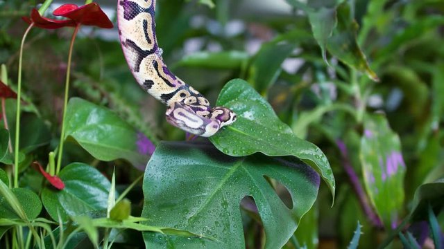 Baby Python snake on a jungle background