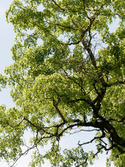 Robinier faux-acacia aux branches et rameaux tortueux (Robinia pseudoacacia tortuosa) 