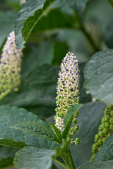 Phytolacca acinosa