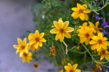 WOODLAND SUNFLOWER