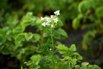 Young potato plants growing on soil. Potato bush in organic garden. Field of healthy potatoes