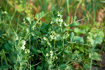Fresh green peas growing in garden or field outdoors, copy space