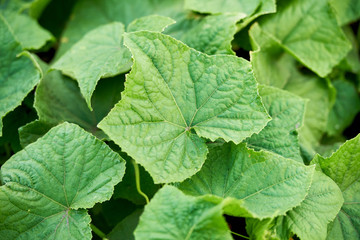 Green cucumber leaves growing in the garden. Organic cucumbers farm greenhouse, copy space