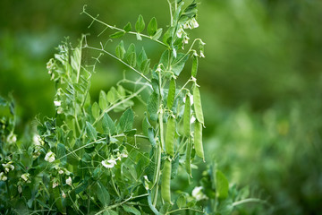 Fresh green peas growing in garden or field outdoors, copy space