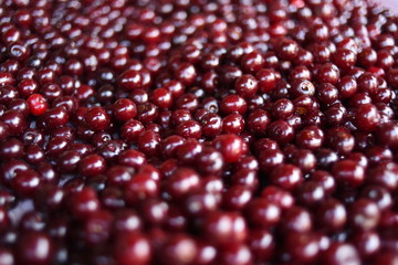 Close up of ripe cherries with water drops, copy space. Red cherries background. Food concept
