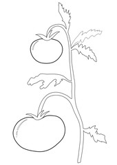 Tomato bush outlines