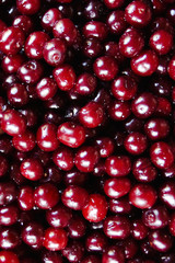 Close up of ripe cherries with water drops, copy space. Red cherries background. Food concept