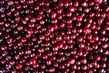 Close up of ripe cherries with water drops, copy space. Red cherries background. Food concept