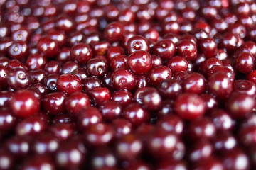 Close up of ripe cherries with water drops, copy space. Red cherries background. Food concept