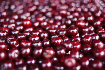 Close up of ripe cherries with water drops, copy space. Red cherries background. Food concept