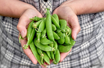 Woman holding fresh green pea pods in hands outdoors, copy space. Healthy food concept. Handful of green peas