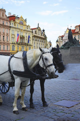 Fototapeta na wymiar pferdekutsche in Prag