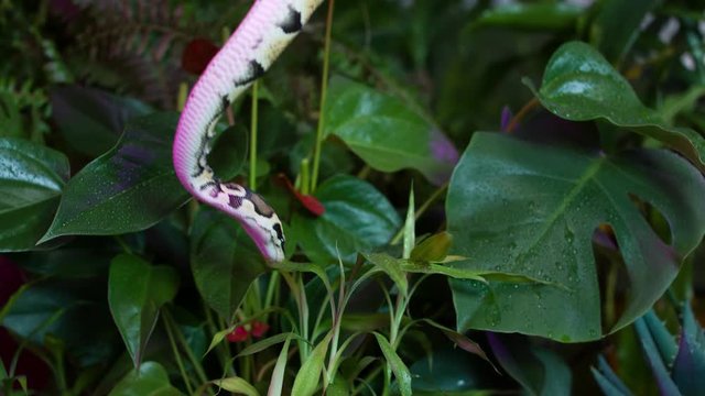 Baby Python snake on a jungle background