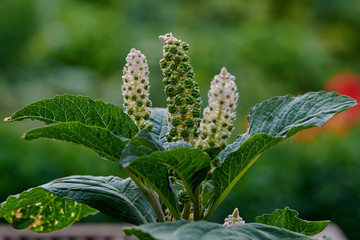 Phytolacca acinosa