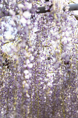 close up of Japan Wysteria floribunda flower at Wisteria Garden.