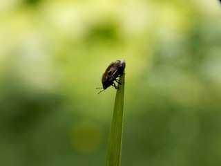 little beetle on green grass