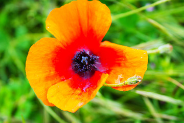 close-up of a bright red poppy
