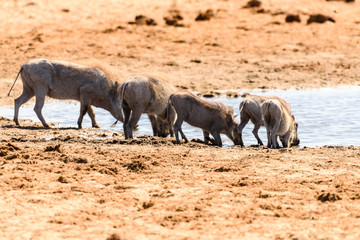 A family of warthogs drink from a natural water hole, Namibia