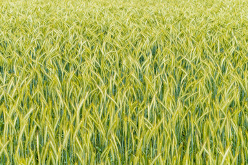 green wheat field and sunny day