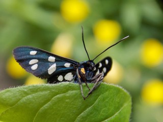 butterfly with colorful wings on the list