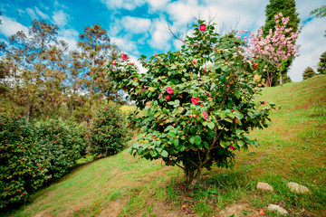 Fototapeta na wymiar Beautiful red roses bush in garden