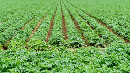 Potatoes plantations grow in the field. Vegetable rows. Farming, agriculture.