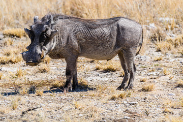 Male Warthog in the African Savannah, Namibia