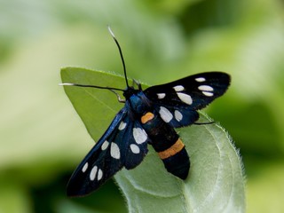 butterfly with colorful wings on the list