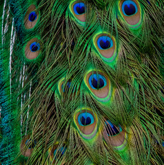 Peacock tail feathers up close