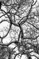 Abstract shape of branches and twigs of wild tree on white sky.