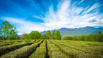 Naklejka premium Amazing landscape view of tea plantation