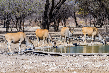 Kudu at an artificial water hole in a Namibian forest, Namibia.