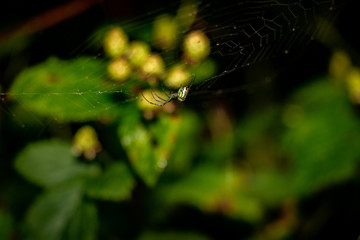 Spider building a web at a public park in Cincinnati, Ohio.