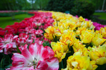 Tulips at Keukenhof