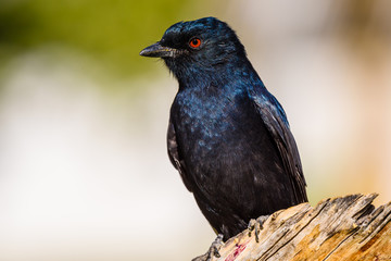 Black fork tailed drongo bird in Namibia