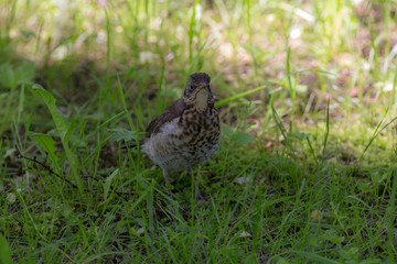 snowbird on green grass