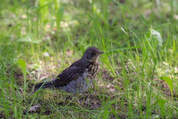 chick snowbird on green grass