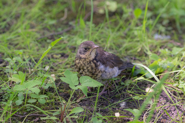 portrait of chick