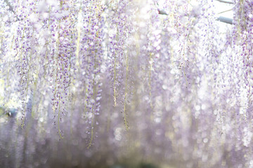 close up of Japan Wysteria floribunda flower at Wisteria Garden.