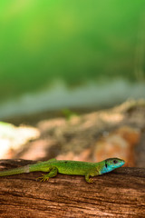 A gorgeous green lizard resting on a tree trunk. European lizard species, Lacerta viridis