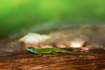 A gorgeous green lizard resting on a tree trunk. European lizard species, Lacerta viridis