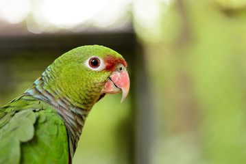 A large green parrot close-up, background