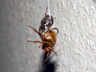 a black spider caught the bug