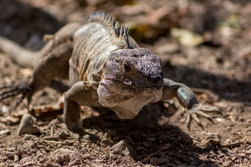 Ctenosaura pectinata