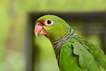 A large green parrot close-up, background