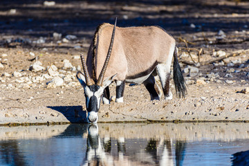 Gemsbok, a large oryx antelope, and the national symbol of Namibia, hunted mainly for their...